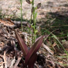Cryptostylis erecta at Sanctuary Point, NSW - suppressed