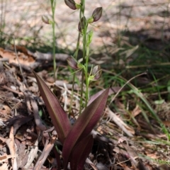 Cryptostylis erecta at Sanctuary Point, NSW - 19 Dec 2013