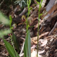 Cryptostylis erecta at Sanctuary Point, NSW - 19 Dec 2013