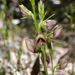 Cryptostylis erecta at Sanctuary Point, NSW - 19 Dec 2013