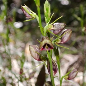 Cryptostylis erecta at Sanctuary Point, NSW - suppressed