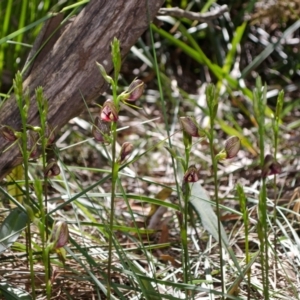 Cryptostylis erecta at Sanctuary Point, NSW - 19 Dec 2013