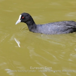 Fulica atra at Ulladulla, NSW - 13 Feb 2019 12:00 AM