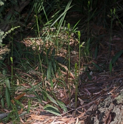 Cryptostylis erecta (Bonnet Orchid) at Sanctuary Point, NSW - 14 Dec 2015 by AlanS