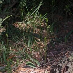 Cryptostylis erecta (Bonnet Orchid) at Sanctuary Point, NSW - 13 Dec 2015 by AlanS