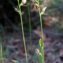 Cryptostylis erecta at Sanctuary Point, NSW - 14 Dec 2015