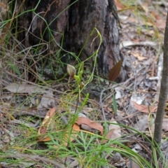 Cryptostylis erecta (Bonnet Orchid) at Yerriyong, NSW - 2 Jan 2016 by AlanS