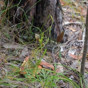 Cryptostylis erecta at Yerriyong, NSW - suppressed