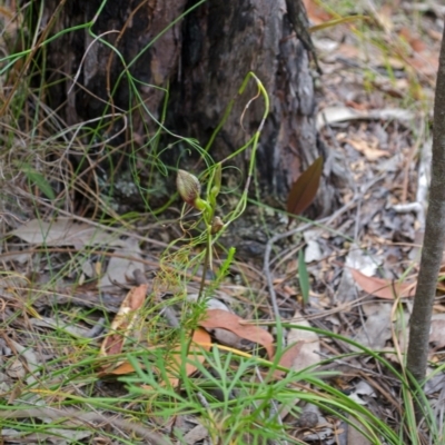 Cryptostylis erecta (Bonnet Orchid) at Parma Creek Nature Reserve - 1 Jan 2016 by AlanS