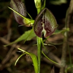 Cryptostylis erecta (Bonnet Orchid) at Ulladulla, NSW - 28 Dec 2009 by AlanS