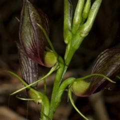 Cryptostylis erecta at Ulladulla, NSW - suppressed