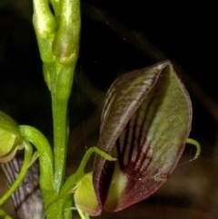 Cryptostylis erecta at Ulladulla, NSW - suppressed