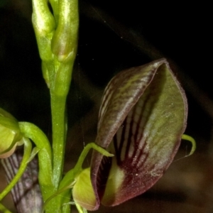 Cryptostylis erecta at Ulladulla, NSW - suppressed