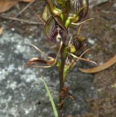Cryptostylis erecta (Bonnet Orchid) at Browns Mountain, NSW - 5 Jan 2012 by AlanS