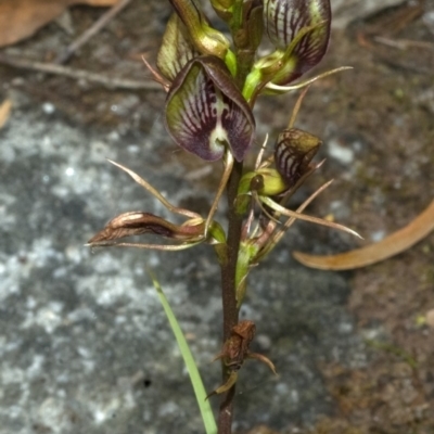 Cryptostylis erecta (Bonnet Orchid) at Browns Mountain, NSW - 5 Jan 2012 by AlanS