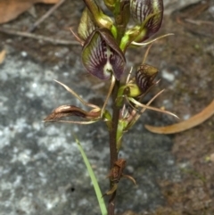 Cryptostylis erecta (Bonnet Orchid) at Browns Mountain, NSW - 4 Jan 2012 by AlanS