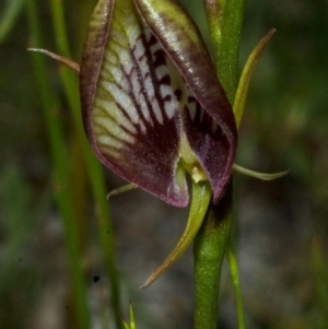 Cryptostylis erecta at Browns Mountain, NSW - suppressed