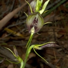 Cryptostylis erecta (Bonnet Orchid) at Wrights Beach, NSW - 5 Jan 2012 by AlanS