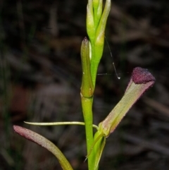 Cryptostylis hunteriana (Leafless Tongue Orchid) at East Lynne, NSW - 5 Dec 2013 by AlanS
