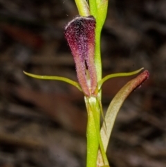 Cryptostylis hunteriana at East Lynne, NSW - suppressed