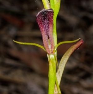 Cryptostylis hunteriana at East Lynne, NSW - 6 Dec 2013