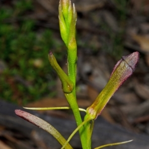 Cryptostylis hunteriana at East Lynne, NSW - suppressed