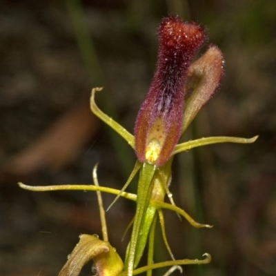 Cryptostylis hunteriana (Leafless Tongue Orchid) at Moollattoo, NSW - 26 Feb 2012 by AlanS