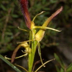 Cryptostylis hunteriana at Moollattoo, NSW - 26 Feb 2012