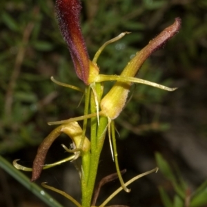 Cryptostylis hunteriana at Moollattoo, NSW - 26 Feb 2012