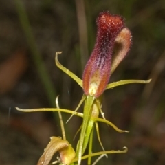 Cryptostylis hunteriana at Moollattoo, NSW - 26 Feb 2012