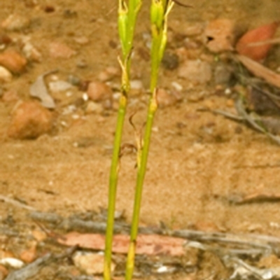 Cryptostylis hunteriana (Leafless Tongue Orchid) at Jerrawangala National Park - 2 Feb 2008 by AlanS