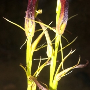 Cryptostylis hunteriana at Yerriyong, NSW - suppressed