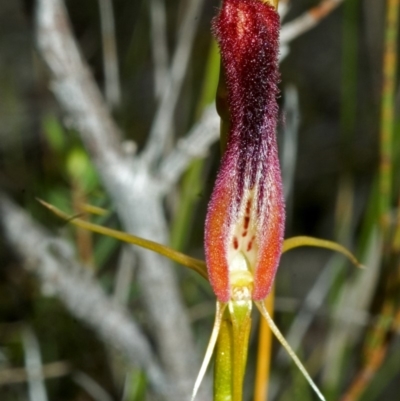 Cryptostylis hunteriana (Leafless Tongue Orchid) at Vincentia, NSW - 19 Nov 2005 by AlanS
