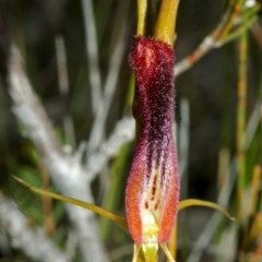 Cryptostylis hunteriana at Vincentia, NSW - suppressed