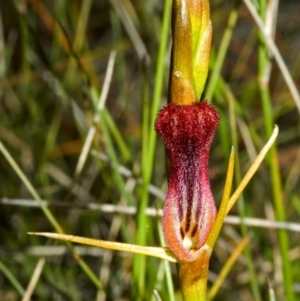 Cryptostylis hunteriana at Vincentia, NSW - suppressed