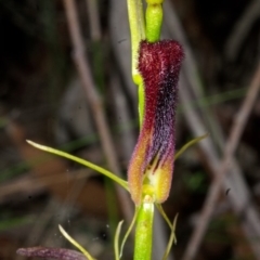 Cryptostylis hunteriana (Leafless Tongue Orchid) at Mogood, NSW - 19 Dec 2016 by AlanS