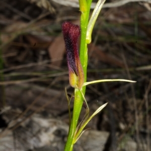 Cryptostylis hunteriana at Mogood, NSW - suppressed