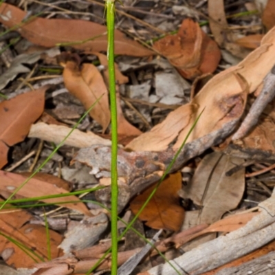 Cryptostylis hunteriana (Leafless Tongue Orchid) at Parma Creek Nature Reserve - 1 Jan 2016 by AlanS
