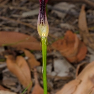 Cryptostylis hunteriana at Yerriyong, NSW - 2 Jan 2016