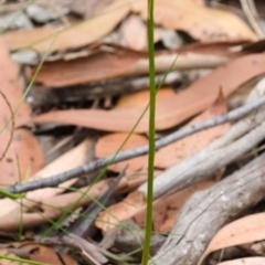 Cryptostylis hunteriana at Yerriyong, NSW - 2 Jan 2016