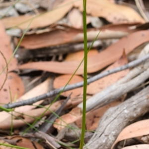 Cryptostylis hunteriana at Yerriyong, NSW - 2 Jan 2016