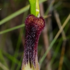 Cryptostylis hunteriana at Yerriyong, NSW - suppressed