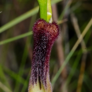 Cryptostylis hunteriana at Yerriyong, NSW - 2 Jan 2016