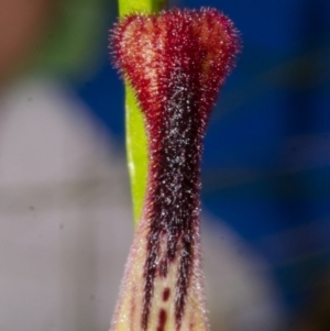 Cryptostylis hunteriana at Yerriyong, NSW - 2 Jan 2016