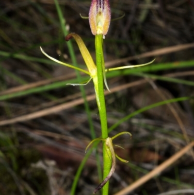 Cryptostylis hunteriana (Leafless Tongue Orchid) at Yerriyong, NSW - 15 Jan 2016 by AlanS