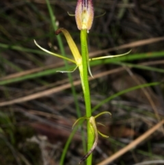 Cryptostylis hunteriana (Leafless Tongue Orchid) at Parma Creek Nature Reserve - 14 Jan 2016 by AlanS