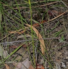 Cryptostylis hunteriana at Yerriyong, NSW - suppressed