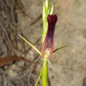 Cryptostylis hunteriana at Yerriyong, NSW - 3 Jan 2016