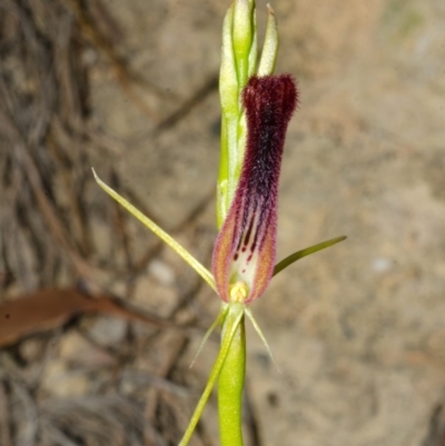 Cryptostylis hunteriana (Leafless Tongue Orchid) at Parma Creek Nature Reserve - 2 Jan 2016 by AlanS