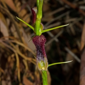 Cryptostylis hunteriana at Yerriyong, NSW - 3 Jan 2016